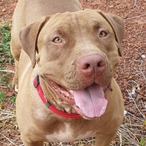 Meet your Posher, Alfred